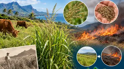In 1883, Hawaii successfully introduced African Guinea grass for livestock feed; 143 years later