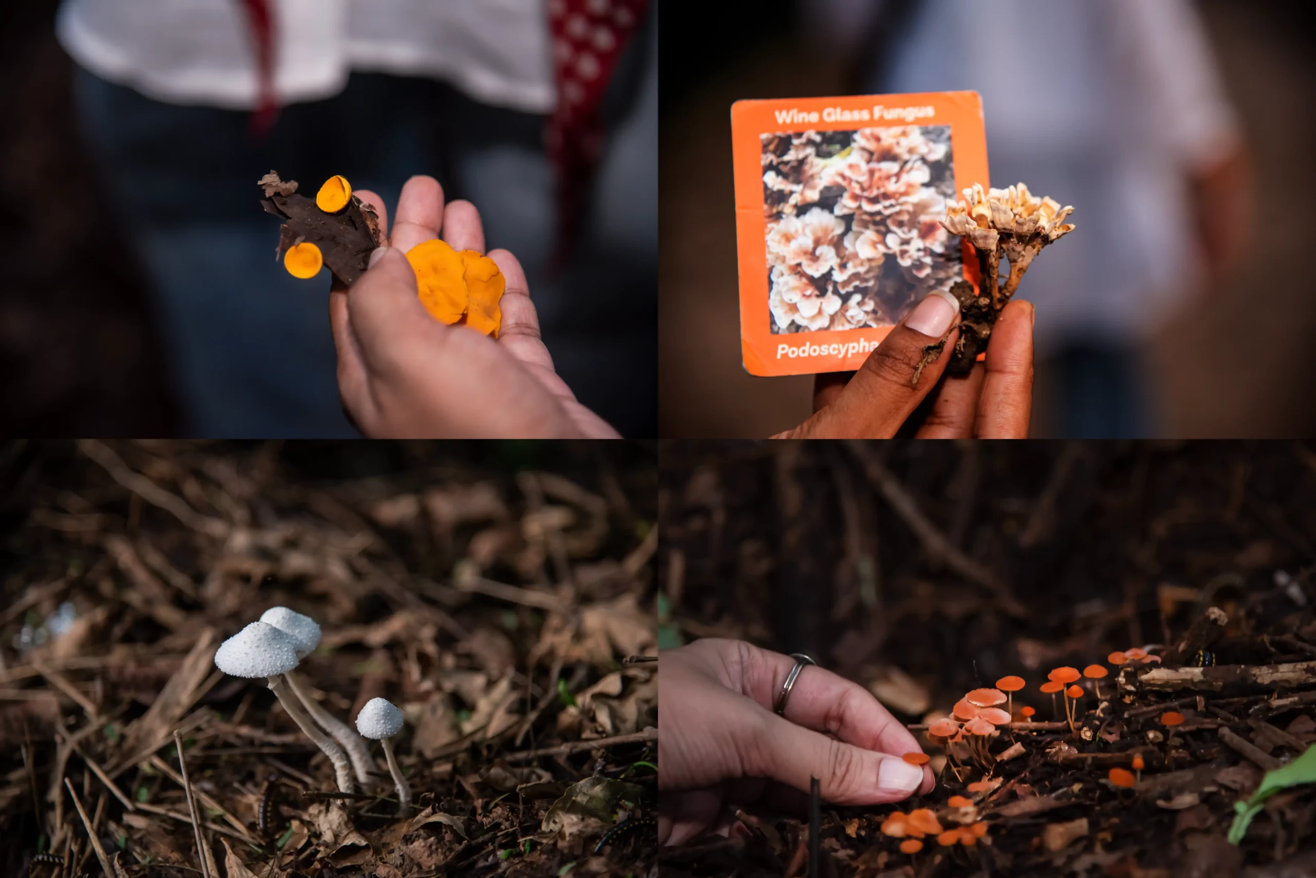 Finding wonder in Delhi's fungal world
