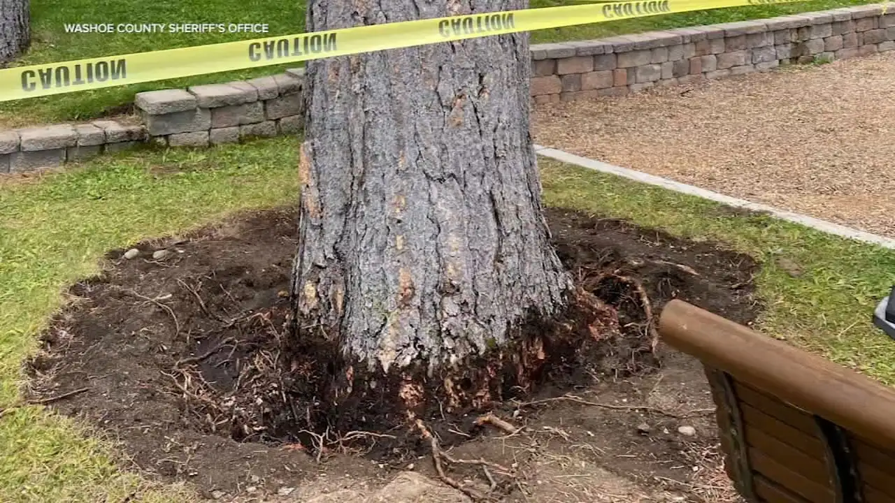 Someone has been repeatedly targeting mature pine trees at Burnt Cedar Beach in Incline