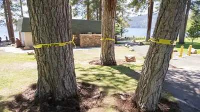 Someone has been repeatedly targeting mature pine trees at Burnt Cedar Beach in Incline