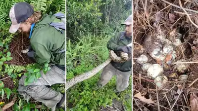 Florida wildlife crew found a female python curled around a huge: The wider industry impact