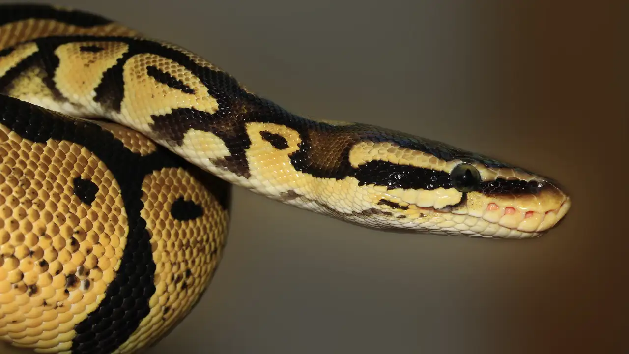 Florida wildlife crew found a female python curled around a huge: The wider industry impact