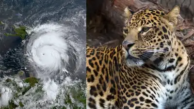Hurricane Beryl struck Texas in July 2024 and knocked out power at the Houston Zoo, but