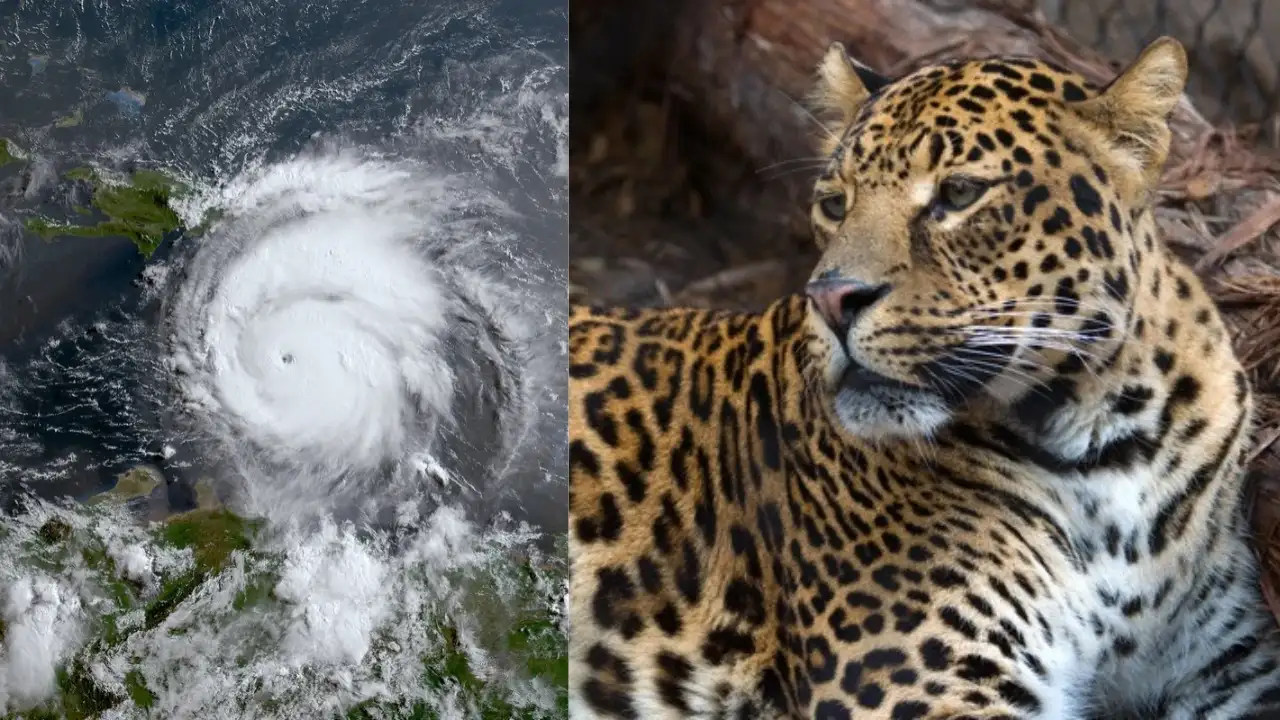 Hurricane Beryl struck Texas in July 2024 and knocked out power at the Houston Zoo, but