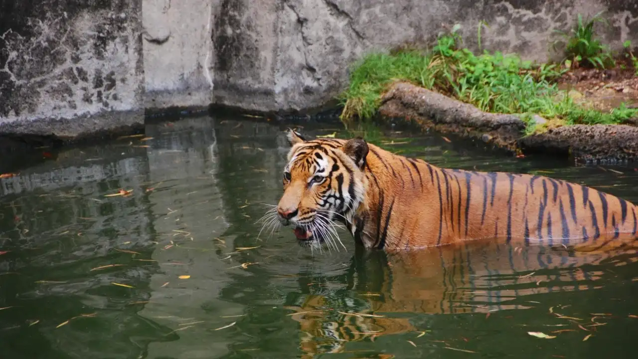 Hurricane Beryl struck Texas in July 2024 and knocked out power at the Houston Zoo, but