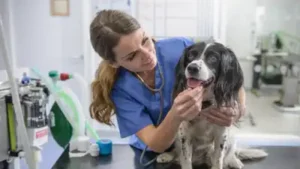 US couple donates $250 million to animal support and welfare: The wider industry impact