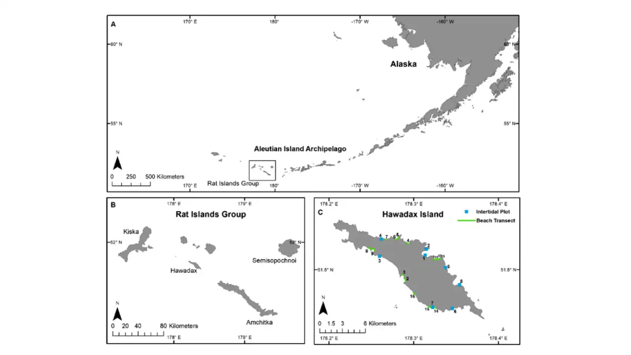 Invasive Norway rats, accidentally introduced by 18th-century shipwrecks and wartime shipping