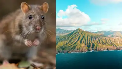 Invasive Norway rats, accidentally introduced by 18th-century shipwrecks and wartime shipping
