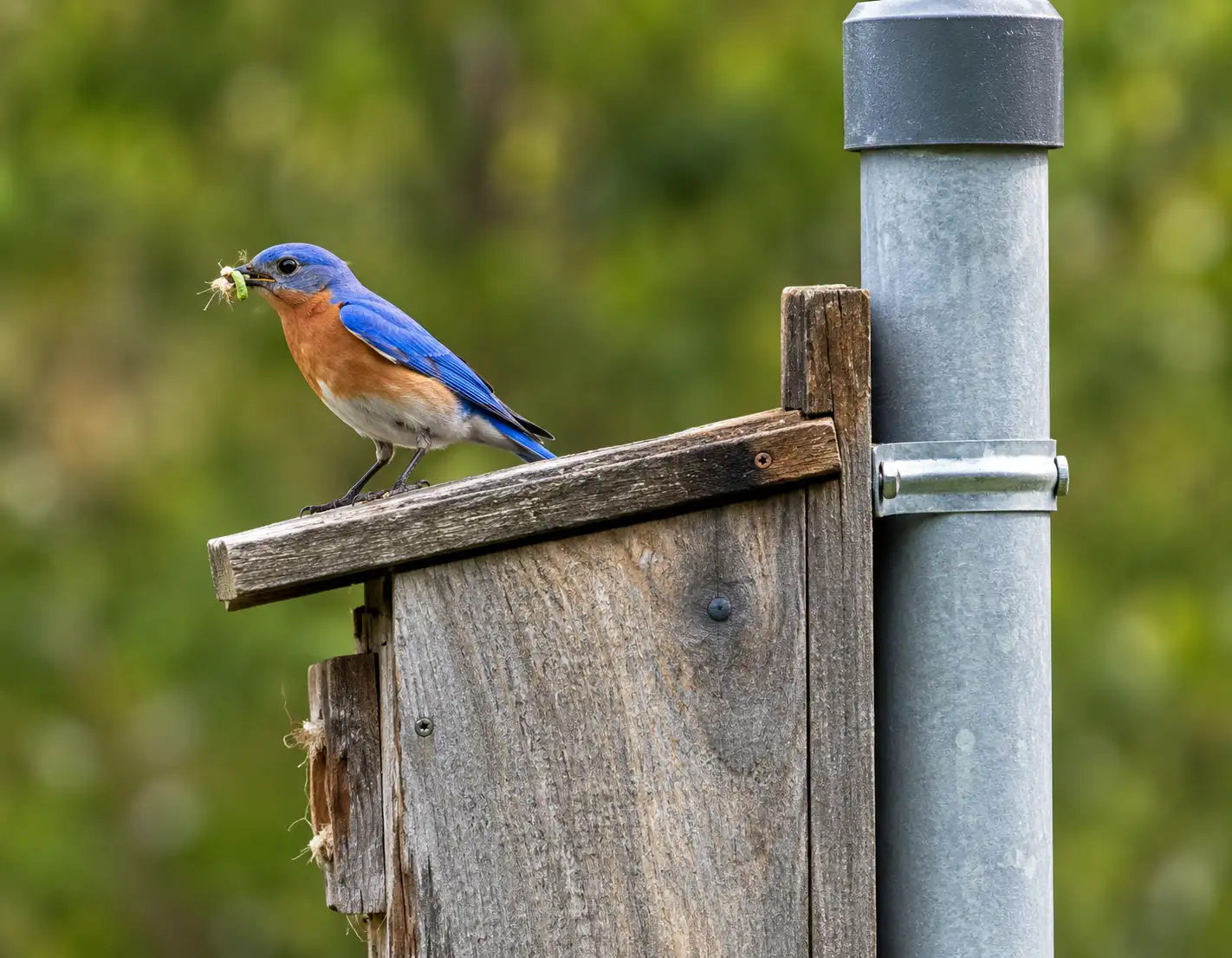 More than 44 acres of adjacent wetland habitat were rewilded, while: The wider industry impact