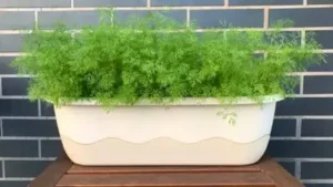 It's also a genuinely forgiving herb to grow once you understand what it actually wants, so
