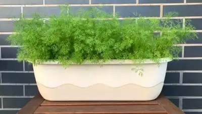 It's also a genuinely forgiving herb to grow once you understand what it actually wants, so