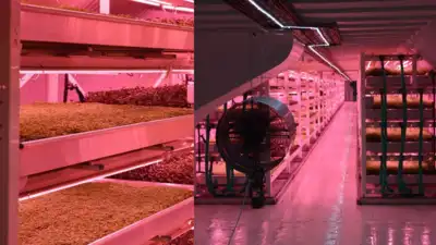 A London air-raid shelter built for wartime protection now grows: The wider industry impact