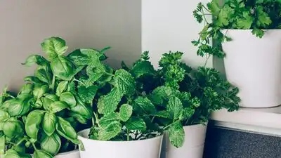Today, we’re looking at four different plants that are said to influence the atmosphere