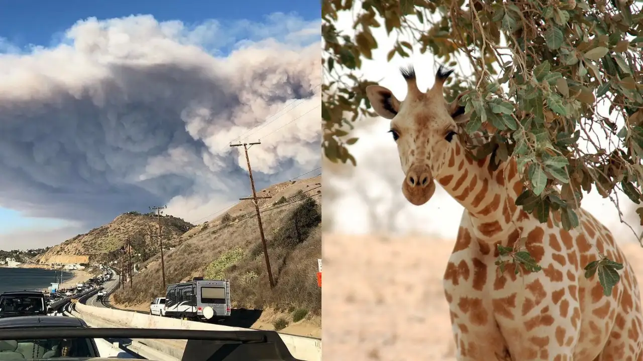 Representative image of the 2018 Woolsey Fire approaching Malibu, illustrating the wildfire