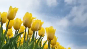 Tulipmania became famous as a story of people paying fortunes for tulip bulbs in 17th-century
