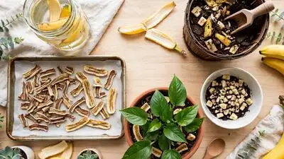 Banana peels contain nutrients such as potassium, phosphorus, calcium, and magnesium, making