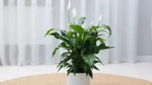 Because plants in low light process water much slower, always let the top layer of soil dry out