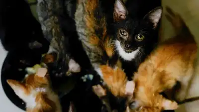 More than 500 dead and living cats were found during an investigation into properties linked