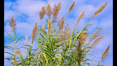 Giant reed, also known as arundo, was first planted in California in the 1820s to provide