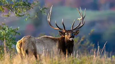 Nearly a decade after elk were returned to West Virginia, the growing herd is beginning