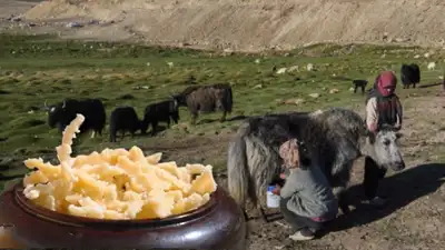 In Ladakh, the most valued version is made from yak milk