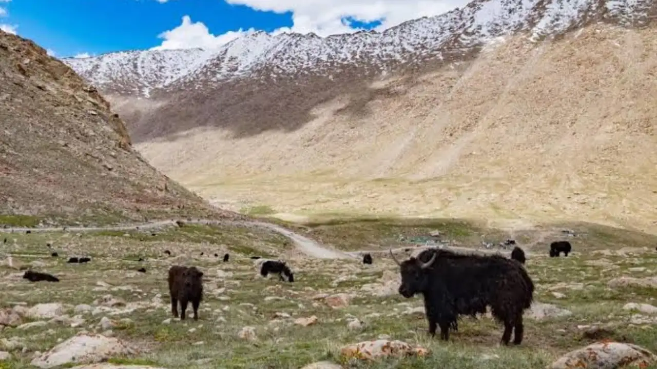 In Ladakh, the most valued version is made from yak milk