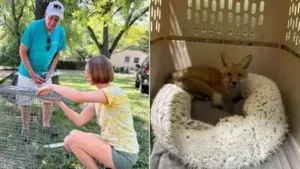 Nashville songwriter Jerry Vandiver spends hundreds of volunteer hours trapping foxes sick