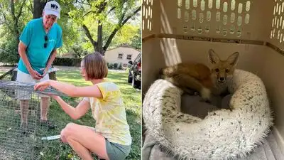 Nashville songwriter Jerry Vandiver spends hundreds of volunteer hours trapping foxes sick