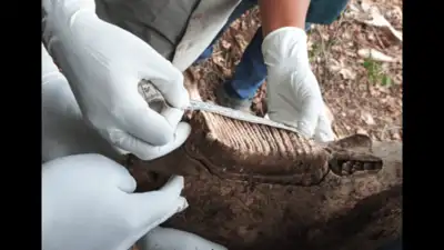 Remains of elephant found in forest near Coimbatore