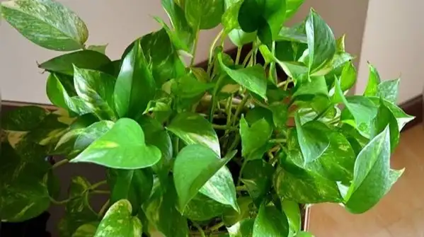 If anything, snake plants are far more likely to suffer from overwatering than underwatering
