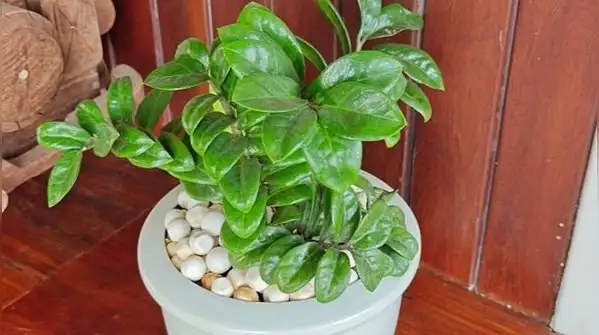 If anything, snake plants are far more likely to suffer from overwatering than underwatering