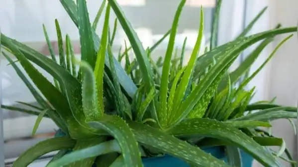 If anything, snake plants are far more likely to suffer from overwatering than underwatering
