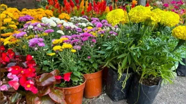 If anything, snake plants are far more likely to suffer from overwatering than underwatering