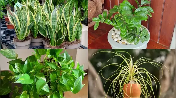 If anything, snake plants are far more likely to suffer from overwatering than underwatering