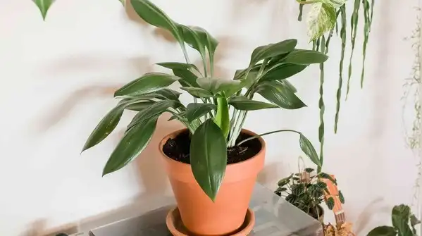 If anything, snake plants are far more likely to suffer from overwatering than underwatering