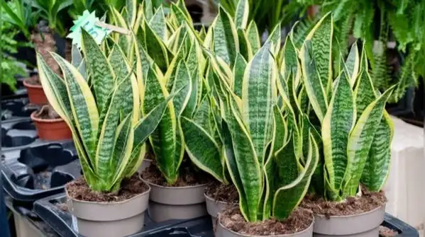 If anything, snake plants are far more likely to suffer from overwatering than underwatering