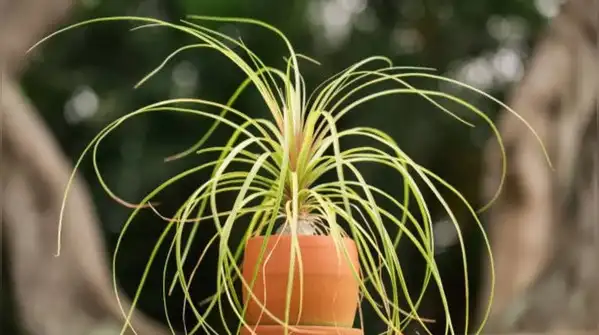If anything, snake plants are far more likely to suffer from overwatering than underwatering