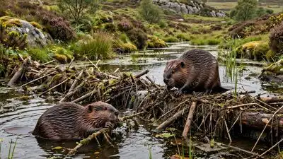 Two beavers appeared unexpectedly at Cornwall Wildlife Trust’s: The wider industry impact