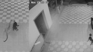 A pet dog named Rocky bravely confronted a leopard in Thane's Sakhare village