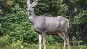 In the late 1920s, mule deer were brought to Catalina Island; now a judge has ordered for 2,000