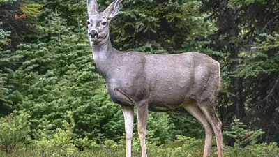 In the late 1920s, mule deer were brought to Catalina Island; now a judge has ordered for 2,000