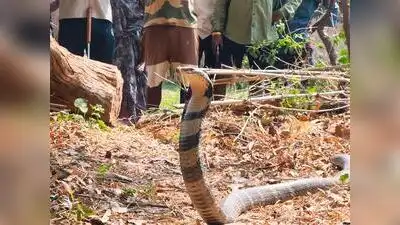 Activists urge Reddy to act on Agumbe wildlife violations: The wider industry impact