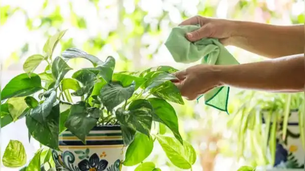 Placing a money plant in harsh, direct sunlight, especially during peak afternoon hours, is one
