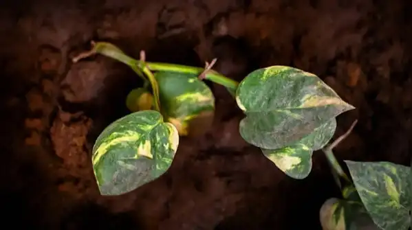 Placing a money plant in harsh, direct sunlight, especially during peak afternoon hours, is one