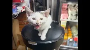 NYC bodega cat Jabal returned after being snatched from street, owner had announced $500