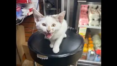 NYC bodega cat Jabal returned after being snatched from street, owner had announced $500