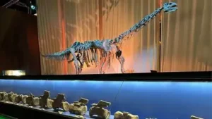 Spanish palaeontologists have identified fossils of ‘Diplodocus’: The wider industry impact