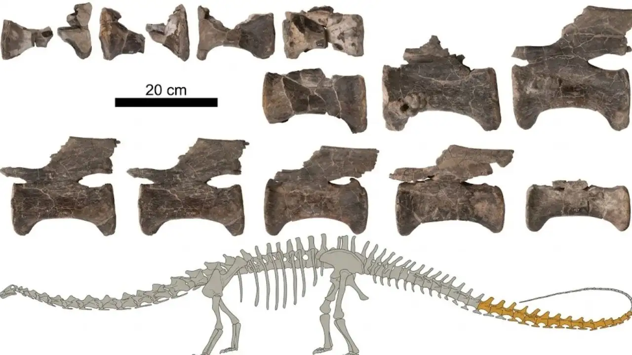 Spanish palaeontologists have identified fossils of ‘Diplodocus’: The wider industry impact