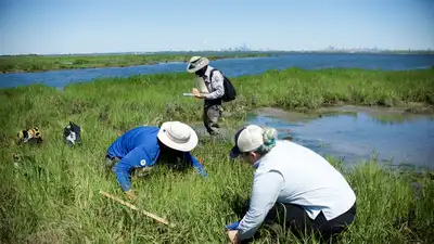 New York City volunteers planted 20,000 marsh seedlings on a dying salt marsh in 2003, but 80%