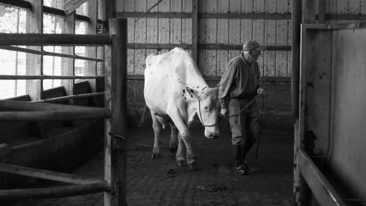 A Pennsylvania dairy farmer spent 70 years watching bears: The wider industry impact